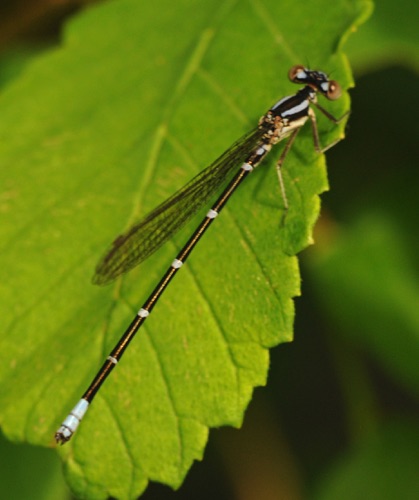 Male, immature
2013_06_23_Floyd